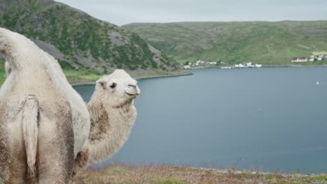 white camel standing in nordic mountain with calm blue lake in background in norway