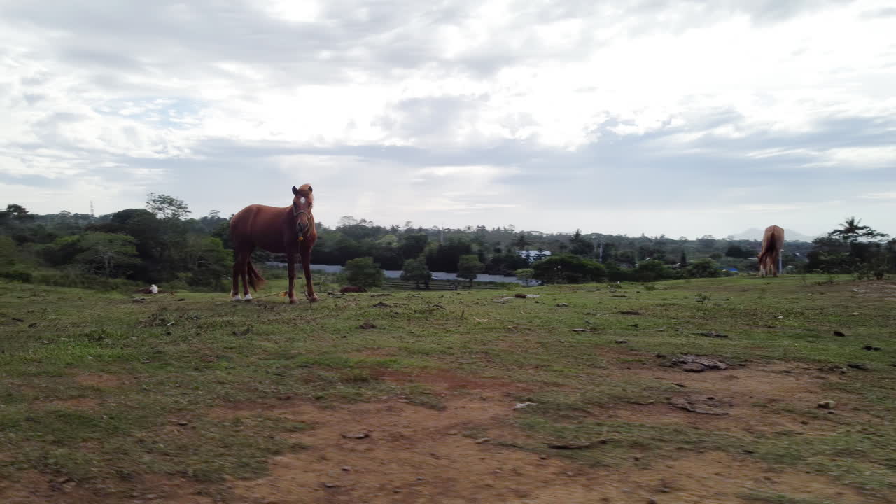 órbita aérea cinematográfica de un caballo marrón en una granja pastando y siendo rodeado por otros caballos, avión no tripulado