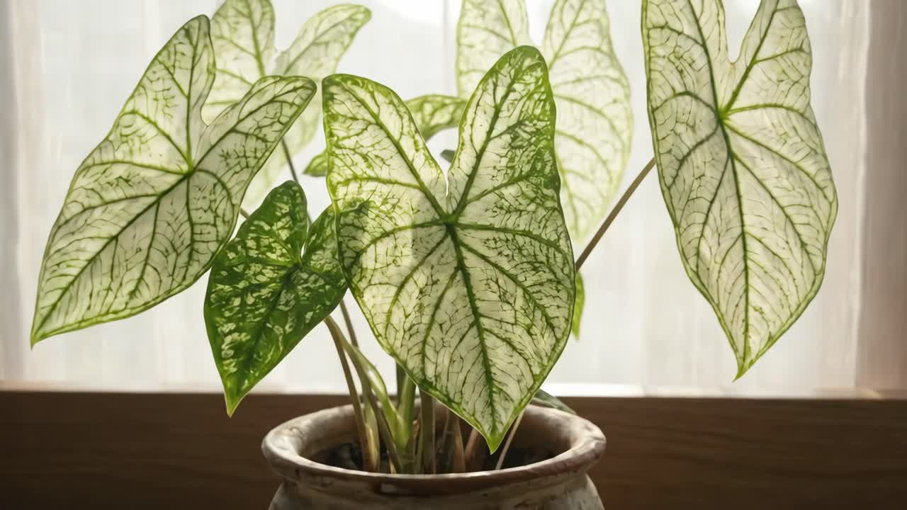 Nahaufnahme einer buntblättrigen Caladium-Zimmerpflanze auf einer Fensterbank