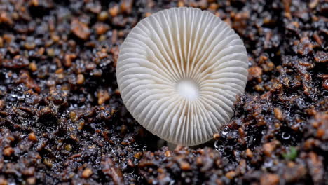 close-up of a white mushroom with gills on wet substrate