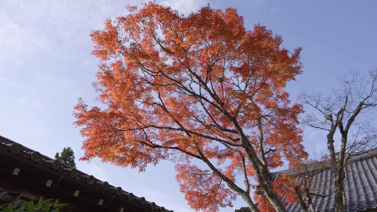 교토 북부의 쿠라마 데라의 풍경, 가을의 색