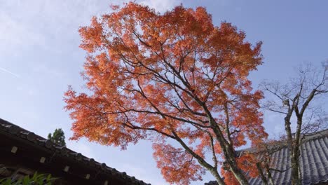 scenery at kurama dera in northern kyoto during fall colors