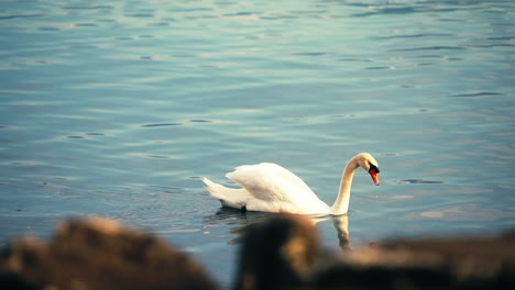 cisne nadando en un lago
