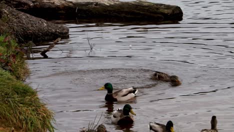 ducks jumping from the bank, about a foot drop, into the water and swim away