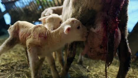 newborn lambs in the barn looking for their mother's udder