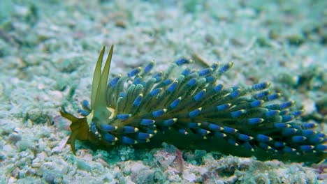 mature trinchesia yamasui nudibranch sea slug slither across sandy ocean bottom