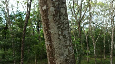 Hevea-Brasiliensis-Corteza-De-árbol-De-Caucho-Producción-De-Neumáticos-De-Caucho-Y-Látex-Para-Automóviles,-Plantación-De-árboles-De-Caucho