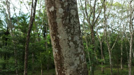 hevea brasiliensis tronco de corteza de árbol de caucho producción de neumáticos de automóviles de caucho y látex, plantación de árboles de caucho
