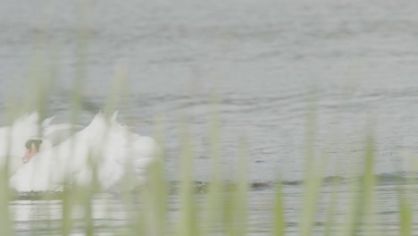 two swans swim past the camera with grass in the foreground.