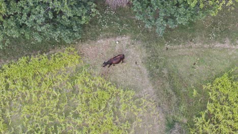 vista aérea de arriba hacia abajo de ganado lechero marrón pastando en un prado natural verde