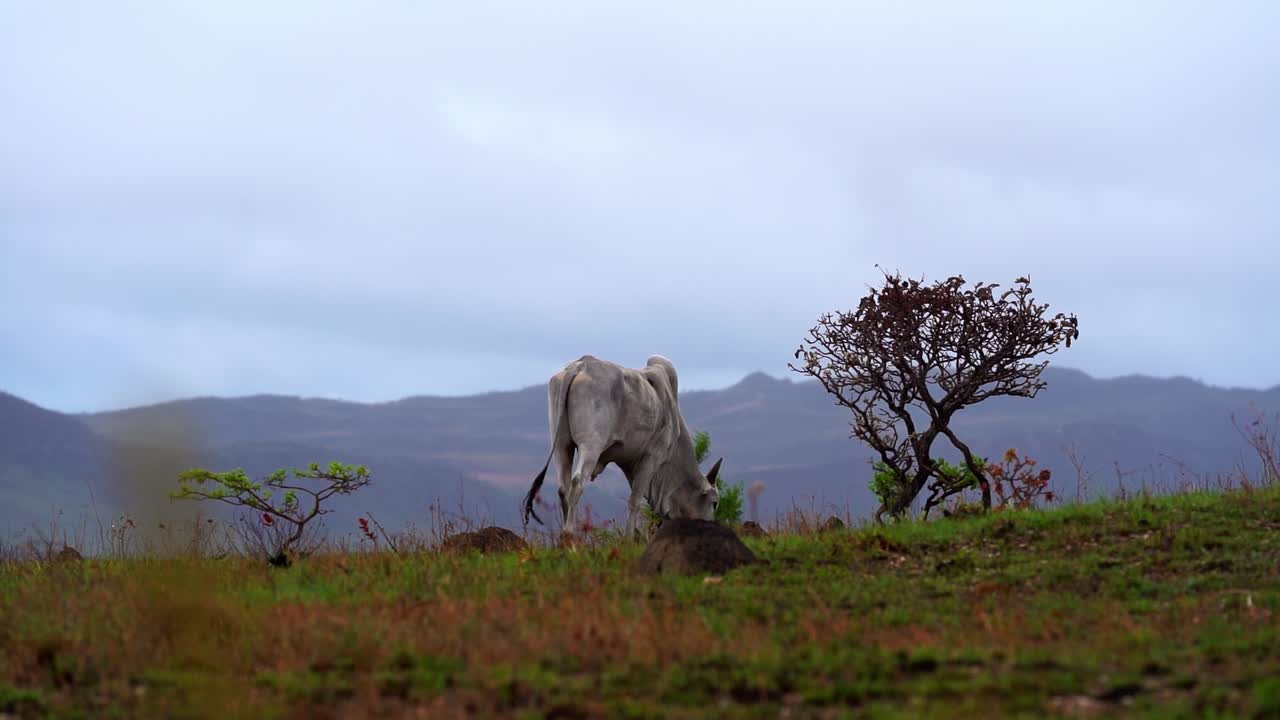 Cow grazing on a hillside in Capitolio, Minas Gerais, Brazil with trees and mountains