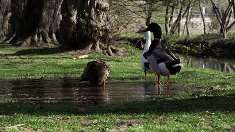 Verspielte-Enten,-Die-Schnäbel-Auf-Dem-Wasserteich-Inmitten-Einer-Grünen-Wiese-In-Einem-Ruhigen-Park-Mit-Großen-Bäumen-Spritzen