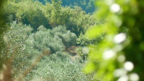 Nahaufnahme-Der-Blätter-Eines-Olivenbaums-In-Italien,-Dann-Ein-Rack-Fokus-Und-Ein-Schwenk-Nach-Links,-Der-Den-Rest-Des-üppigen-Olivenfeldes-Enthüllt