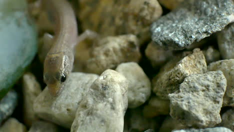 macro shot of a tiny wild baby lizard crawling and looking for food on small rocks