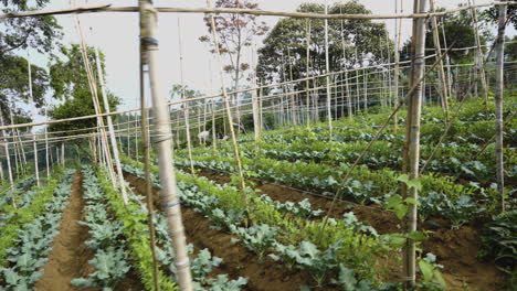 cabbage crops on a countryside in a foggy day