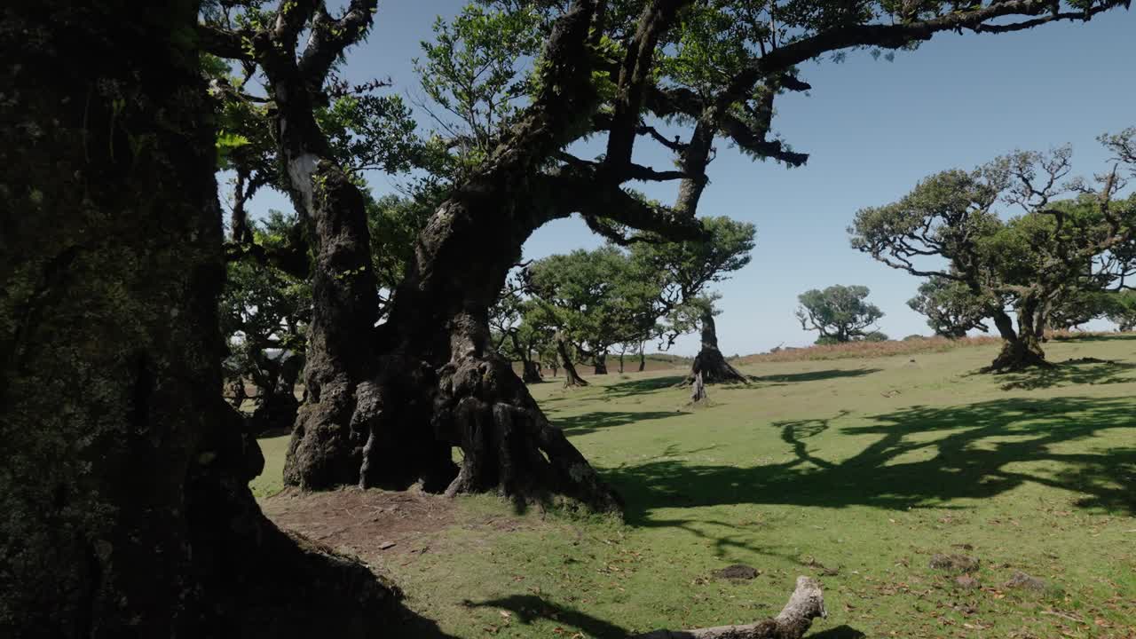 Panning left to right across gnarled laurel trees casting long shadows over green grass in Fanal Forest Madeira Portugal
