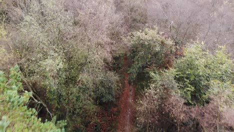 Fotografía-Cenital-De-La-Antena-De-Un-Camino-A-Través-De-Los-árboles-En-East-Hill,-East-Devon,-Inglaterra