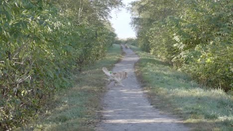 furry dog playing ball on a dirt path