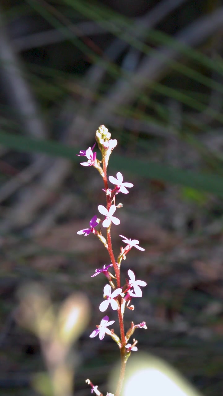 Makrobilde av en rosa Stylidium triggerplante som svaier forsiktig i den australske bushen