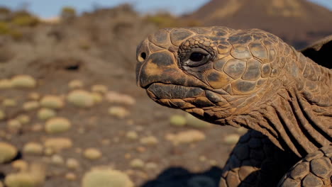 galapagos tortoise portrait