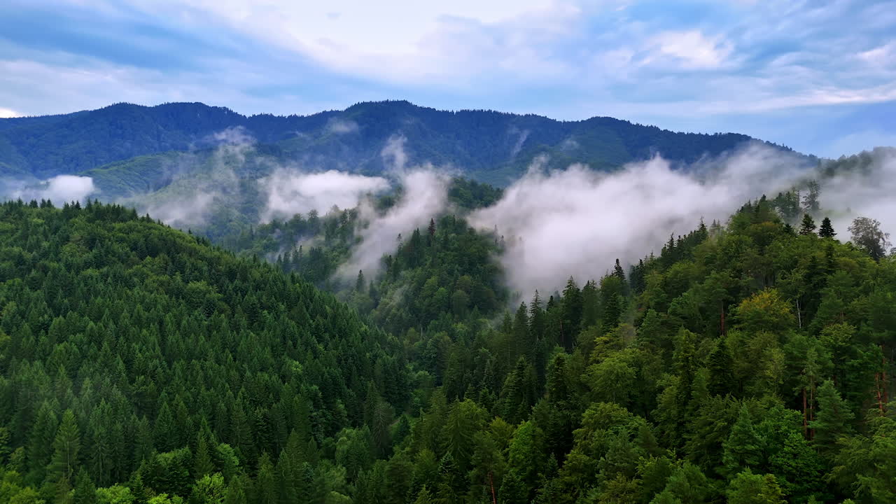 Forest landscape with misty mountains. Lush green forests stretch ...