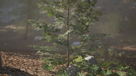 young oak tree in a foggy forest