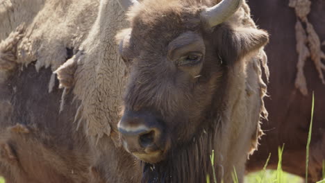 bisonte de madera europeo en el sol con abrigo de invierno marrón peludo