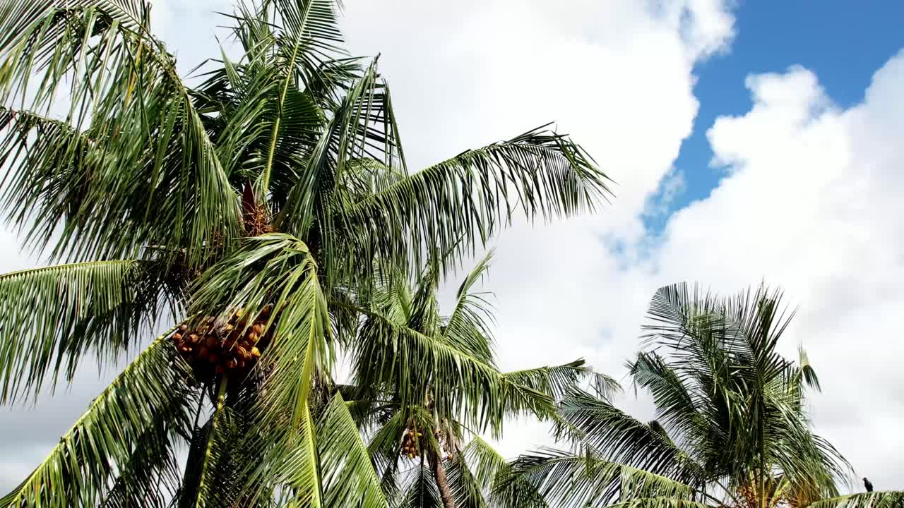 volando cerca de la corona de una palmera, lleno de cocos maduros