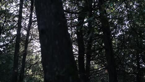 Beautiful-sun-flare-reveal-through-trees-trunk,-in-Canadian-Forest-during-summer-Camera-Movement:-Truck-Left,-Pan-Right