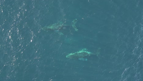 Eine-Gruppe-Wale-Schwimmt-über-Den-Ozean