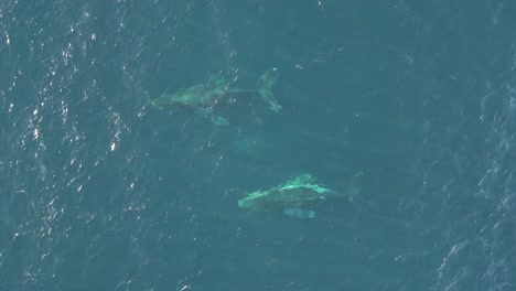 Manada-De-Ballenas-Nadando-A-Través-Del-Océano