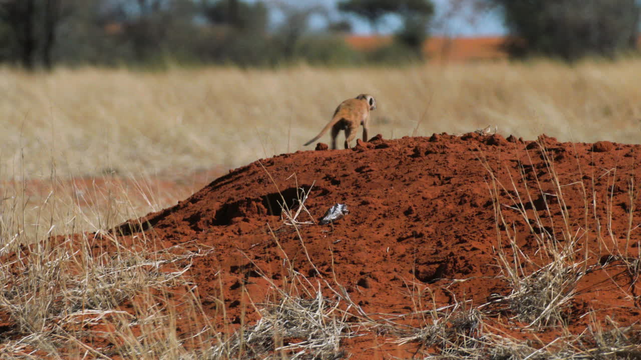 붉은 모래 언덕에 있는 미어캣 무리