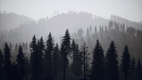 morning winter forest in carpathian mountains