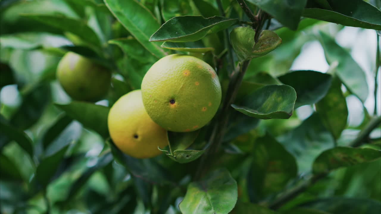 Close up of green oranges ripening on the tree