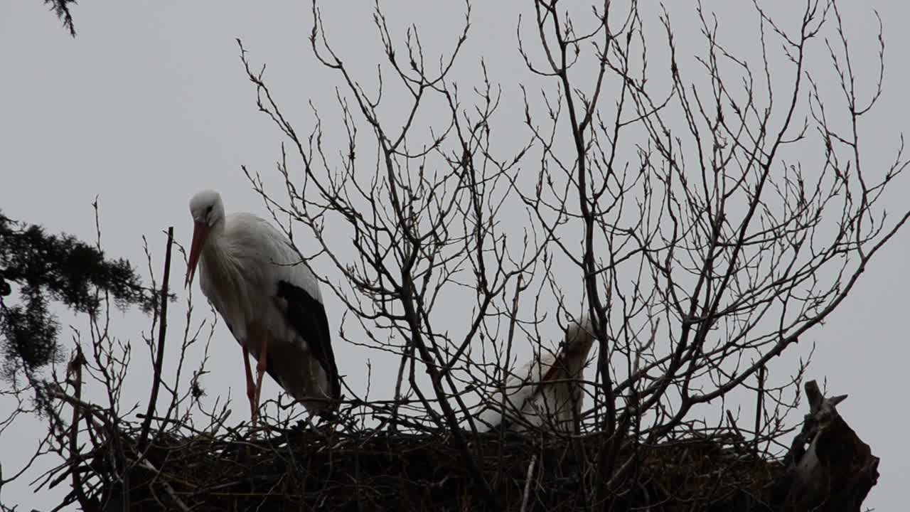 Storks on a tree. Madrid, Spain