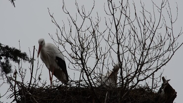 Storks on a tree. Madrid, Spain