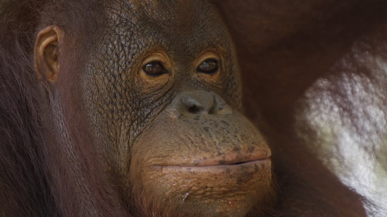 primer plano extremo de la cara y los ojos de un orangután adulto masticando comida