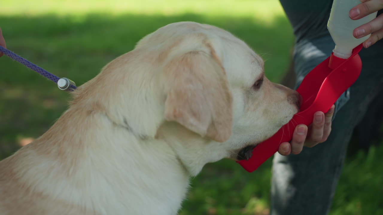 강아지가 야외에서 기분 전환을 하고, 주인이 산책 중 물을 제공하며, 래브라도가 휴대용 그릇으로 갈증을 해소하고, 주인이 산책에 동행하는 동안 강아지가 휴대용 그릇에서 물을 마셔요.
