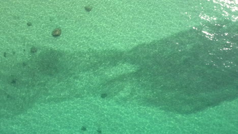 Drone-footage-of-Roosterfish-moving-through-bait-in-clear-green-emerald-waters