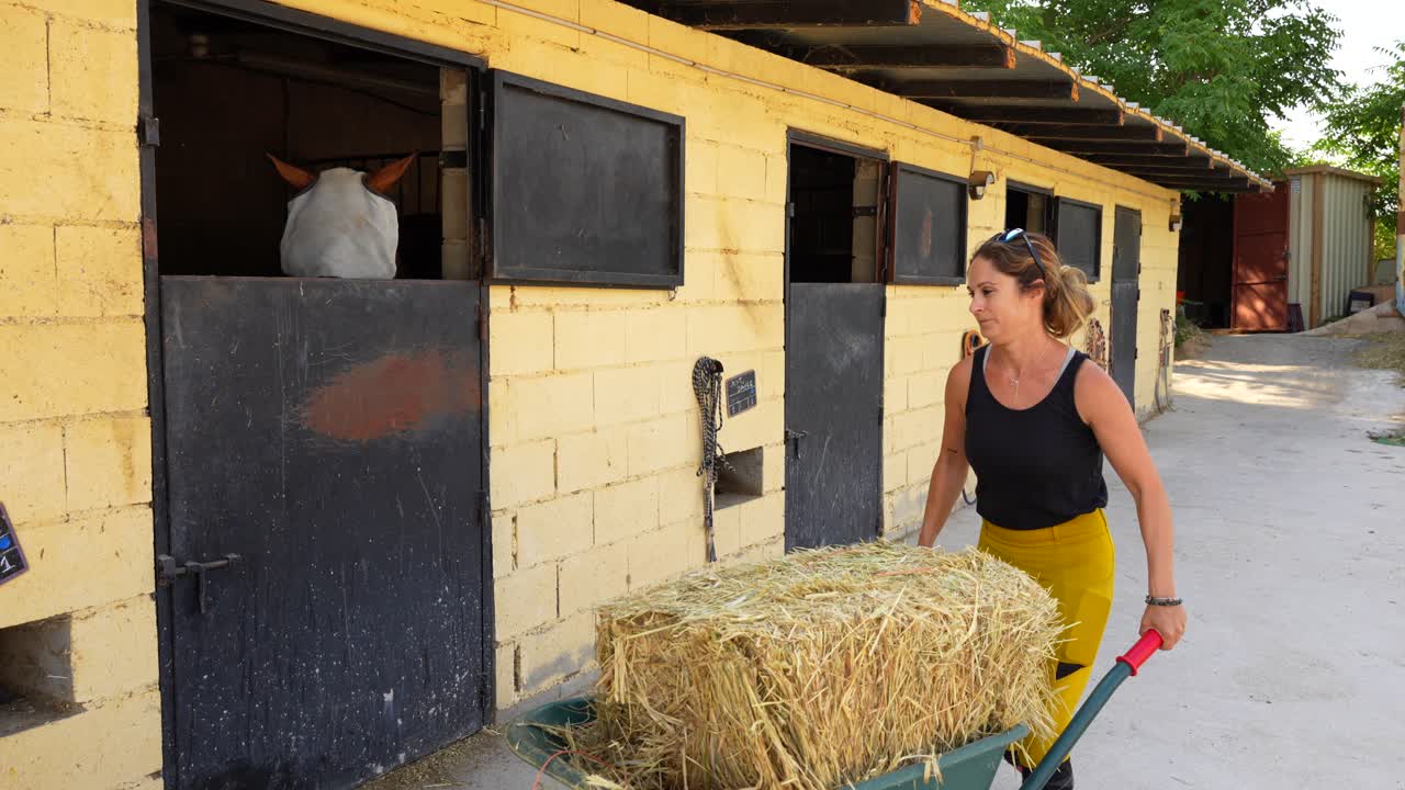Worker carries a wheelbarrow loaded with straw along the aisle to supply the stalls