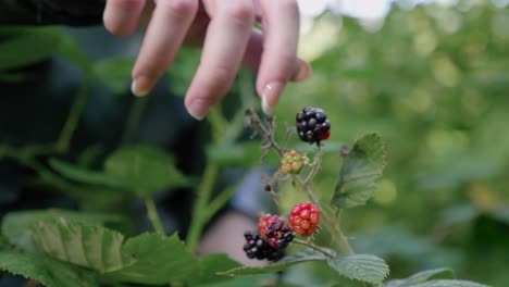 Raspberries-in-forest-as-female-hand-reaches-into-frame-to-pick,-close-up