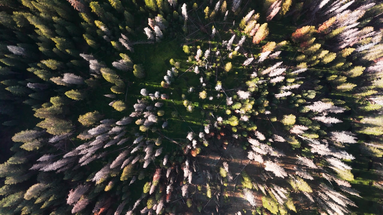 Ascending On Forest Trees In Sequoia National Park, California, United States. Bird's Eye View