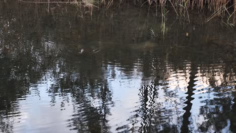 Un-Ornitorrinco-Emerge-De-Un-Pozo-De-Agua-De-Billabong-Australiano-Después-De-Buscar-Comida-Bajo-El-Agua.