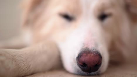 happy ginger border collie puppy lying down asleep