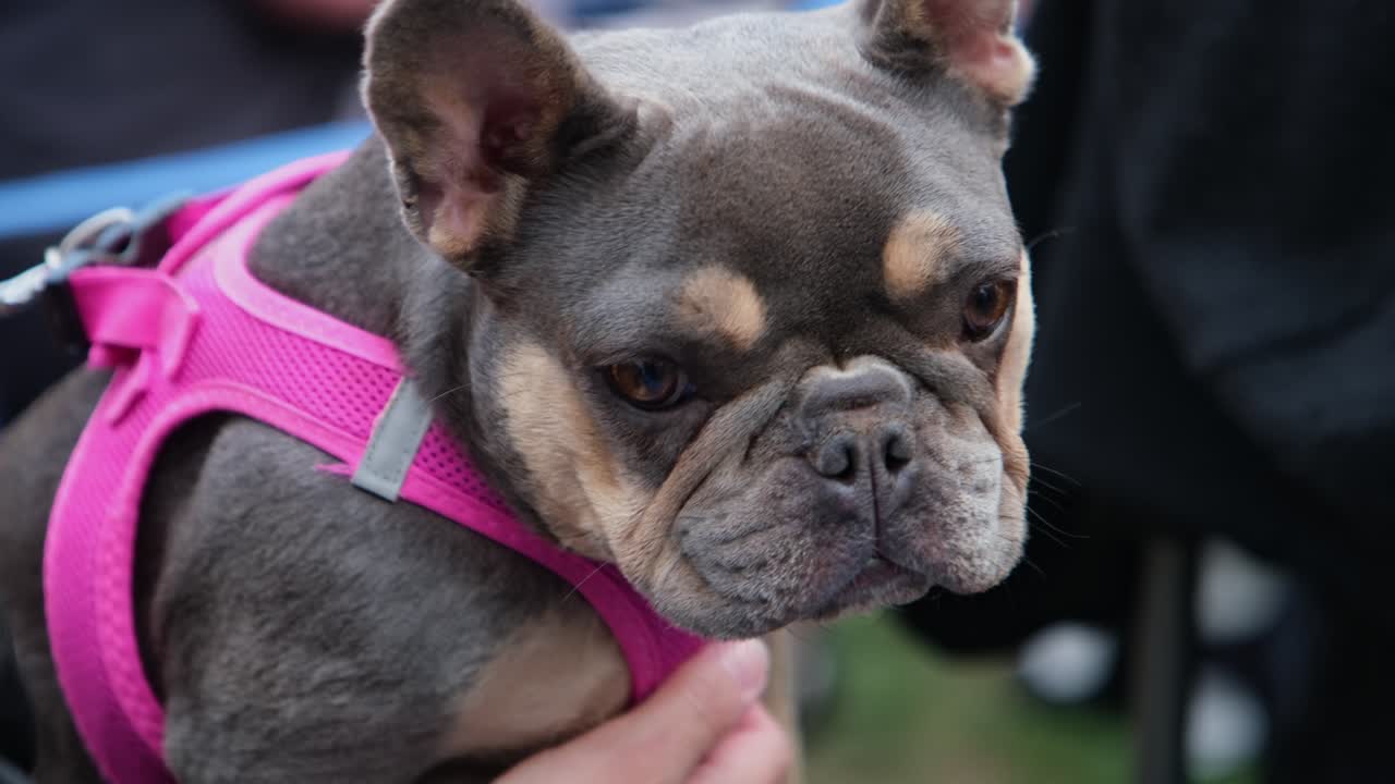 Grey French Bulldog wearing pink harness sits on owner’s lap at London festival, enjoys belly rubs and gentle petting