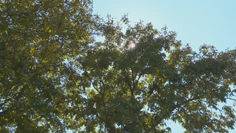 sunlight filtering through lush tree canopy