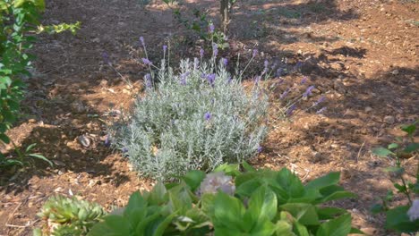 jardín de flores mediterráneo con arbustos verdes y arbustos de lavanda en suelo rojo adriático