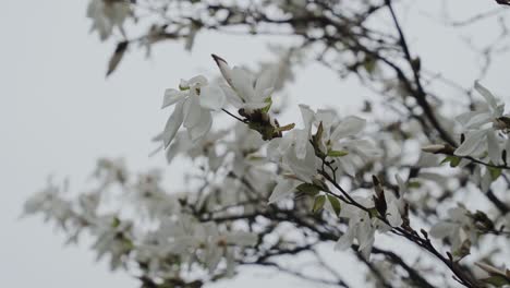 close up of white flowers on a cloudy day