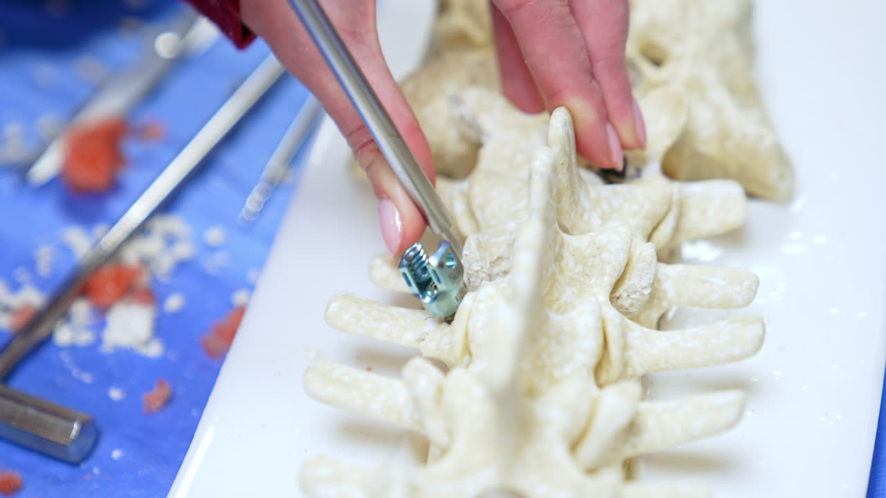 Female hands holding a model of spine and a metal tool in it. Close up. Neurosurgery student is practicing.
