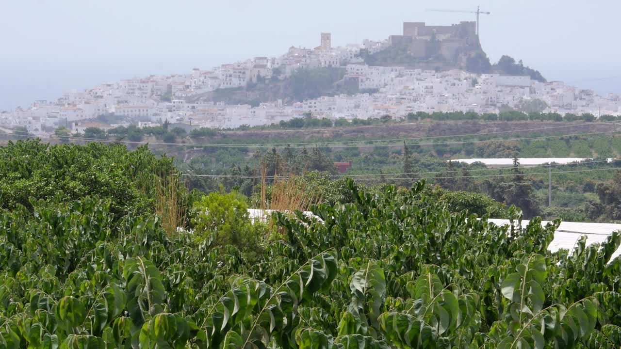 Piantagioni di cherimoya con lo storico villaggio bianco di Salobreña e il suo castello moresco che spiccano all'orizzonte. Paesaggio rurale e costiero di Granada